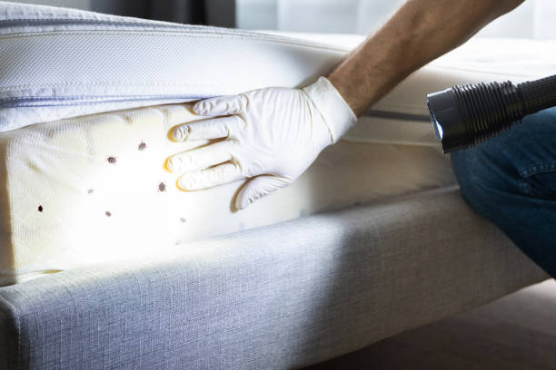 Best Mosquito Control Services  in Nashville, AR