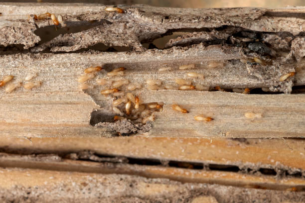 Best Spider Control Near Me  in Nashville, AR